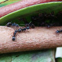 Black Ants