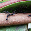 Black Ants