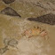 Ghost Crab