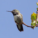 Calliope Hummingbird