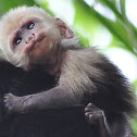White faced capuchin monkey-infant