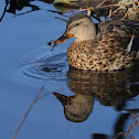 Mallard - female