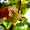 Mexican Shrimp Plant