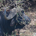 African Buffalo