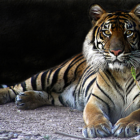Here's looking at you by Dave . - Animals Other Mammals ( tiger, majestic, beautiful, stripes, large cat, feline )