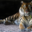 Here's looking at you by Dave . - Animals Other Mammals ( tiger, majestic, beautiful, stripes, large cat, feline )