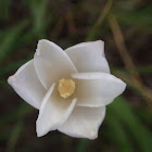 White flower