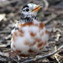 Partially Leucistic Robin