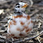 Partially Leucistic Robin