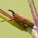 Weevil