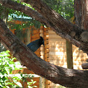 Steller's Jay