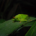 Unicorn Katydid
