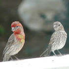 House finch