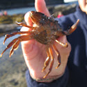 Green Crab