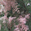 Salt cedar