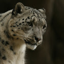 Snow Leopard