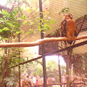 owl