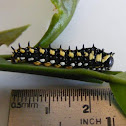 Dingy Swallowtail larva & pupa
