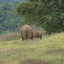 Asian Elephant