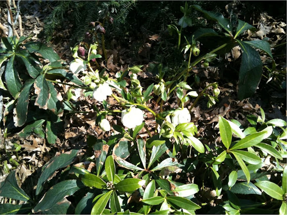 Spotting Image 1