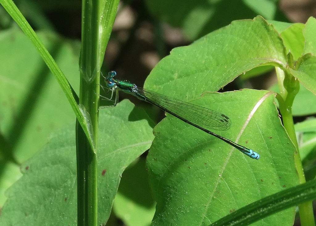 Sedge Sprite