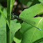 Sedge Sprite