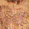 Cat's Tail