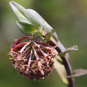 Epidendrum orchid
