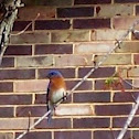 Eastern BlueBird