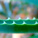 Fynbos Aloe