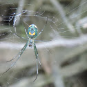 Orchard Orbweaver
