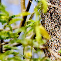 Dwarf Honey Bee
