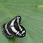 Chestnut streaked Sailor Butterfly