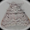 Moth