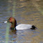 Pochard; Porrón Común