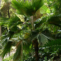 Hawaiian Fan Palm