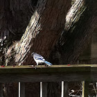 Bluejay
