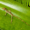 Anole