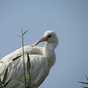 Eurasian Spoonbill