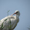 Eurasian Spoonbill