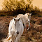 249-camargue-inverno_DSC1162-Modifica.jpg