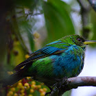 Green Honeycreeper