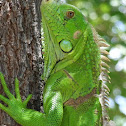 Iguana
