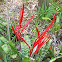 Flaming Sword Vriesea