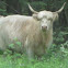 Highland Cow