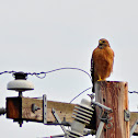 Red-Shouldered Hawk