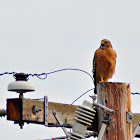 Red-Shouldered Hawk