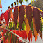 staghorn sumac