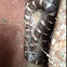 Eastern milk snake