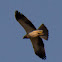Booted Eagle
